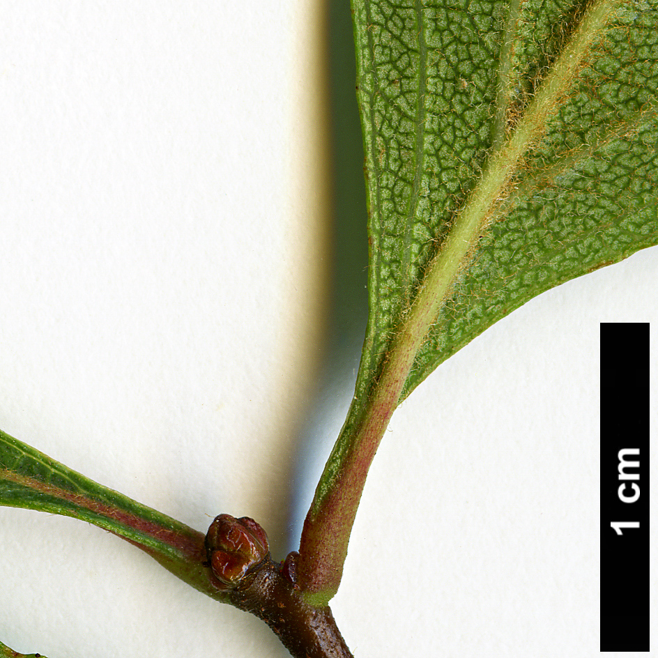 High resolution image: Family: Rosaceae - Genus: Crataegus - Taxon: ×rufula (C.aestivalis × C. opaca)